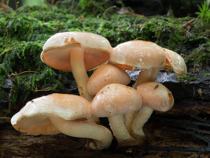 Pholiota astragalina